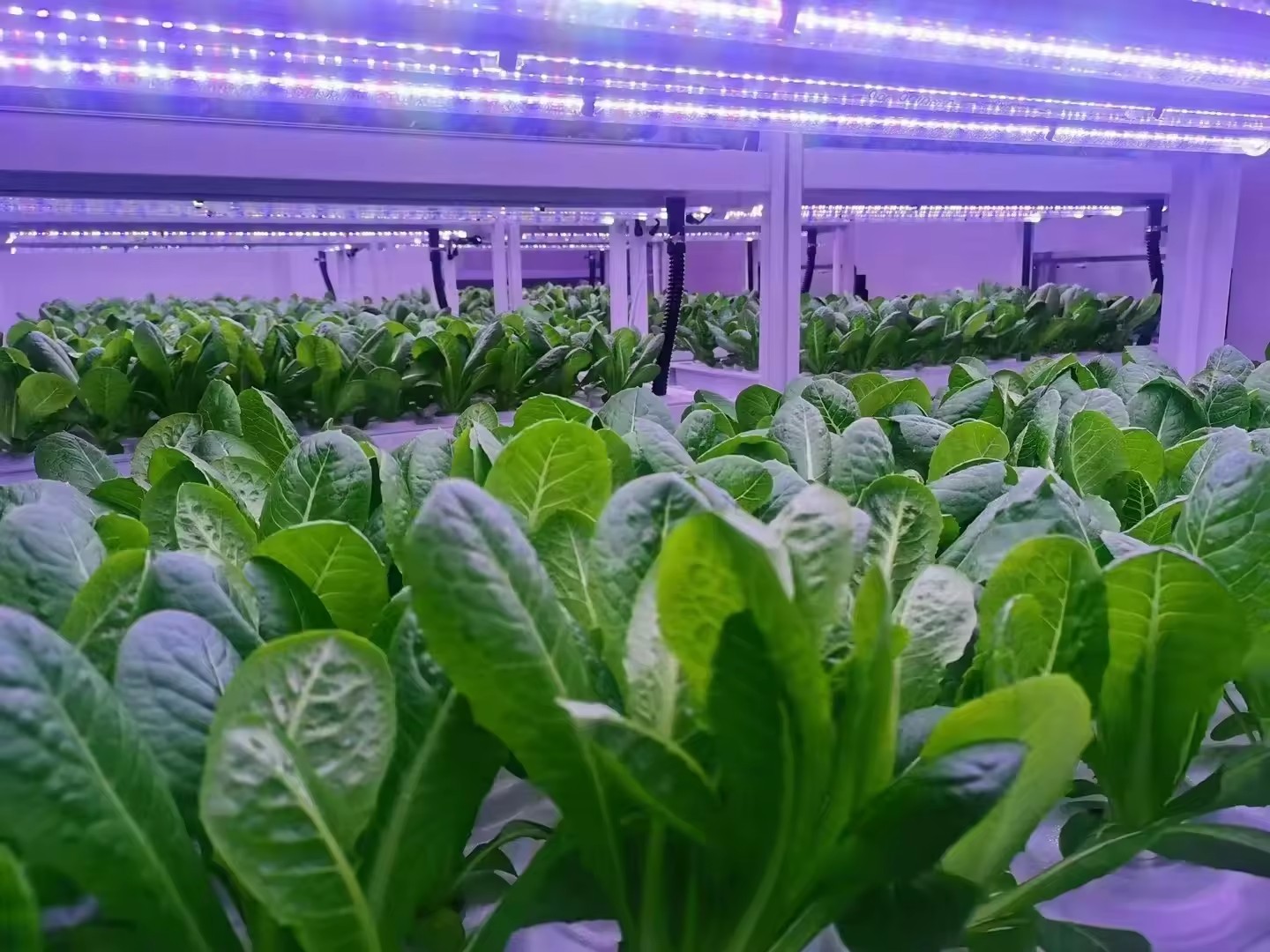 f Greenhouse Agricultural Equi - Hydroponic Tower recension och pris