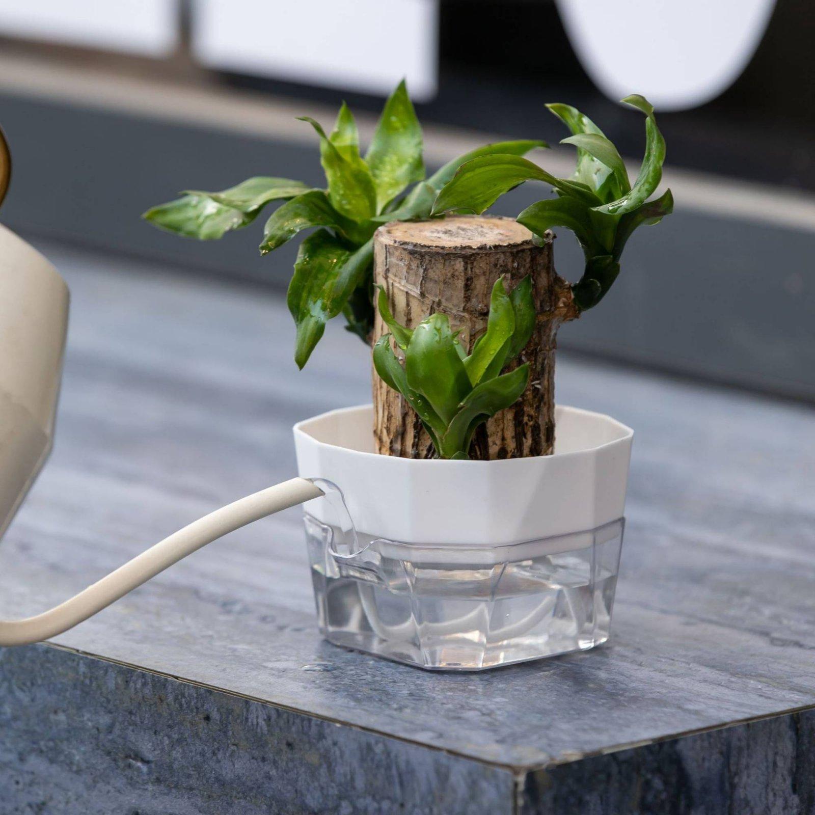 Hydroponic Vase Two Layer Self - Self Watering Planter recension och pris