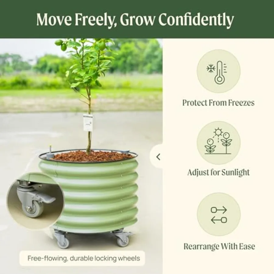 Rolling Citrus Tree Planter Ge - Self Watering Planter recension och pris