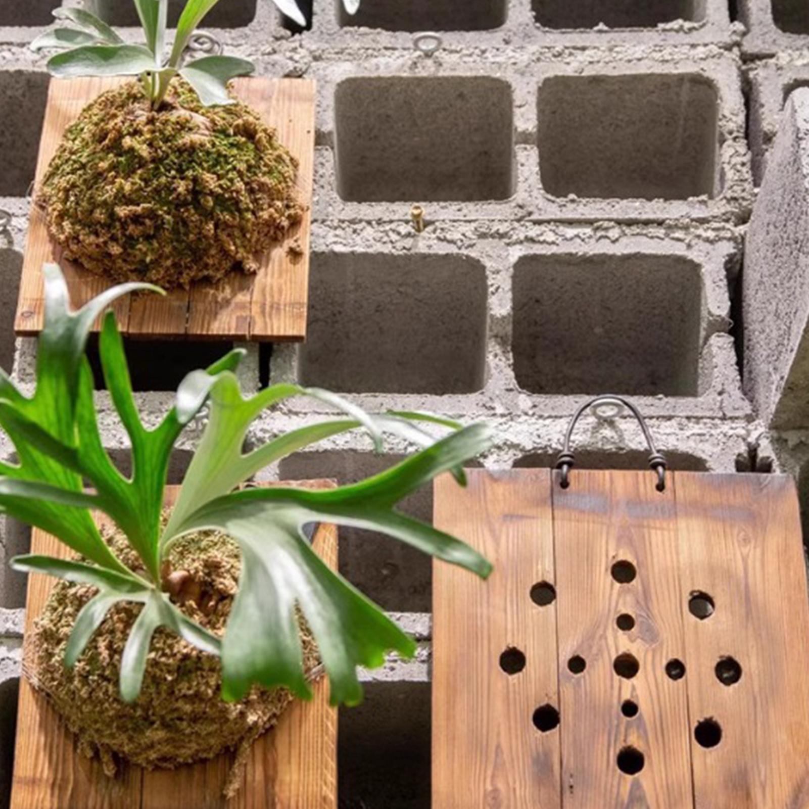 Staghorn Fern Wall Mount Board - Indoor Garden Kit recension och pris